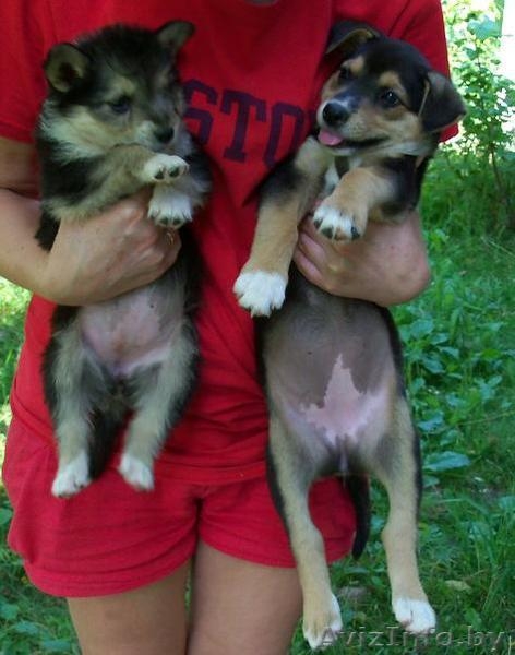 Отдам щенков в добрые руки!!! - Изображение #3, Объявление #327047