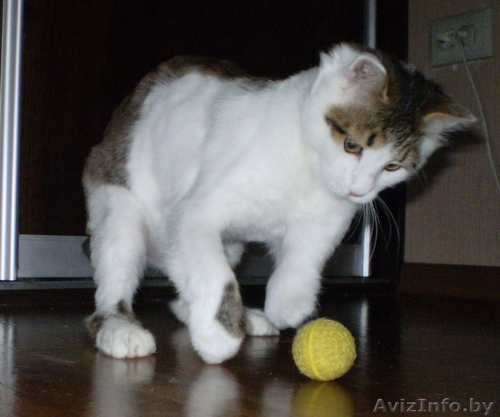 Озорной котик ищет настоящего хозяина! - Изображение #1, Объявление #317926