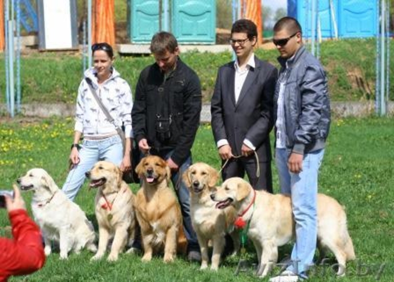 Золотистый ретривер! Щенки! Минск! - Изображение #2, Объявление #327090