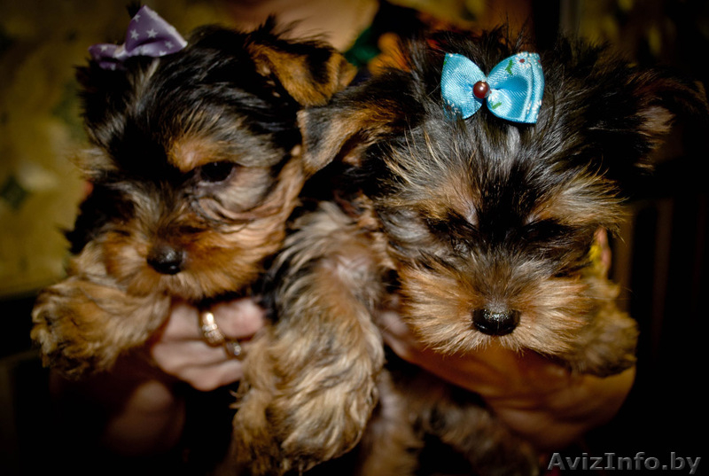  йоркширского терьера щенки(мальчики) - Изображение #2, Объявление #320823