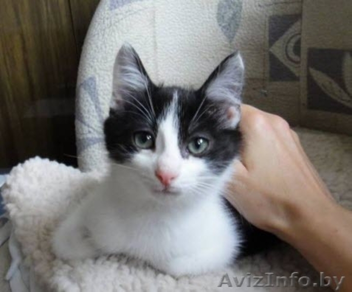 Котенок в добрые руки, ласковый, игривый - Изображение #2, Объявление #326306