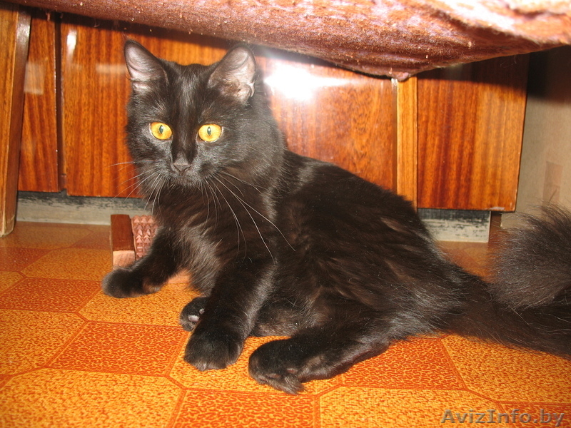 Кошка скоттиш-страйт - Изображение #1, Объявление #313919