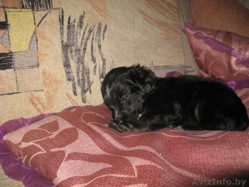 Продаются щенки кокер-спаниеля ДЕШЕВО !!! - Изображение #2, Объявление #326911