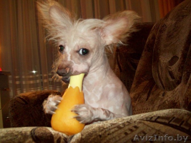 Кобель Китайской хохлатой приглашает на вязку  - Изображение #2, Объявление #333505