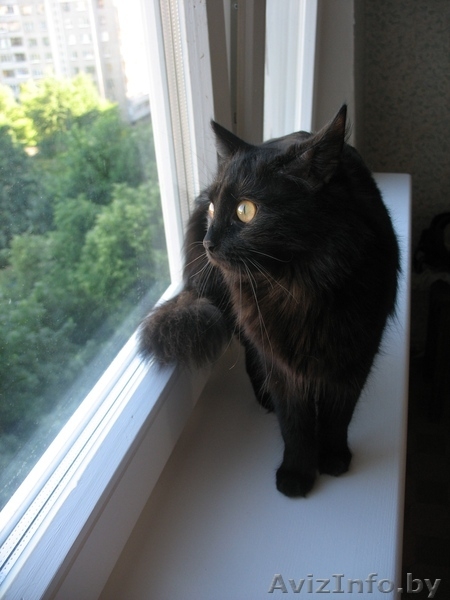 Кошка скоттиш-страйт - Изображение #3, Объявление #313919