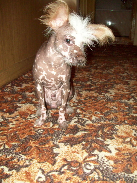 Кобель Китайской хохлатой приглашает на вязку  - Изображение #3, Объявление #333505