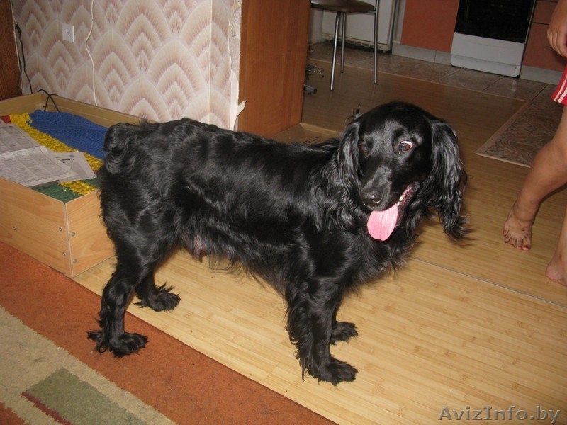 Продаются щенки кокер-спаниеля ДЕШЕВО !!! - Изображение #5, Объявление #326911