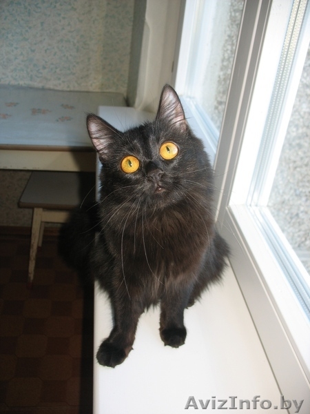 Кошка скоттиш-страйт - Изображение #4, Объявление #313919