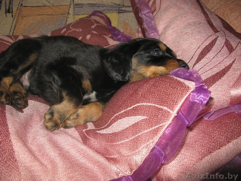 Продаются щенки кокер-спаниеля ДЕШЕВО !!! - Изображение #4, Объявление #326911