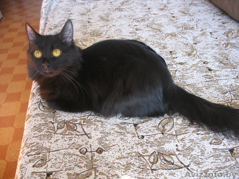 Кошка скоттиш-страйт - Изображение #6, Объявление #313919