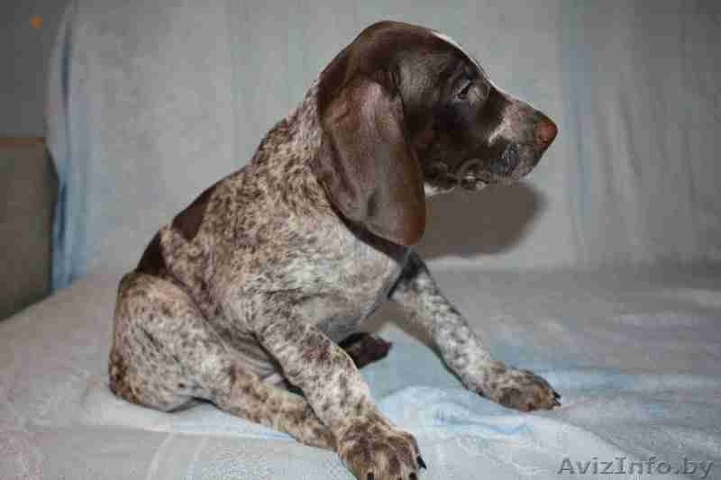 щенки курцхаара - Изображение #1, Объявление #314689