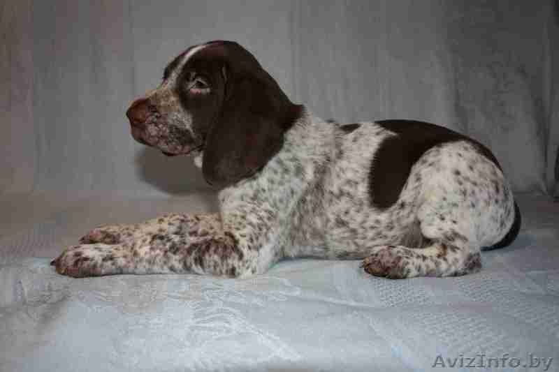 щенки курцхаара - Изображение #2, Объявление #314689