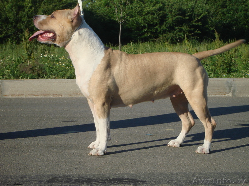 щенки амстаф терьера - Изображение #1, Объявление #337653