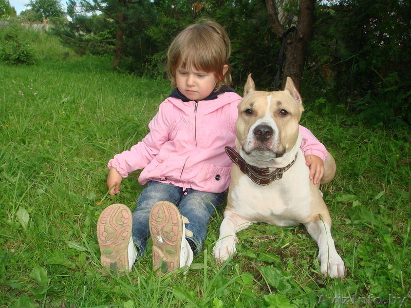 щенки амстаф терьера - Изображение #2, Объявление #337653