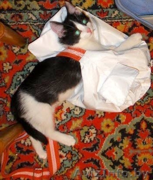 Котенок в добрые руки, ласковый, игривый - Изображение #3, Объявление #326306