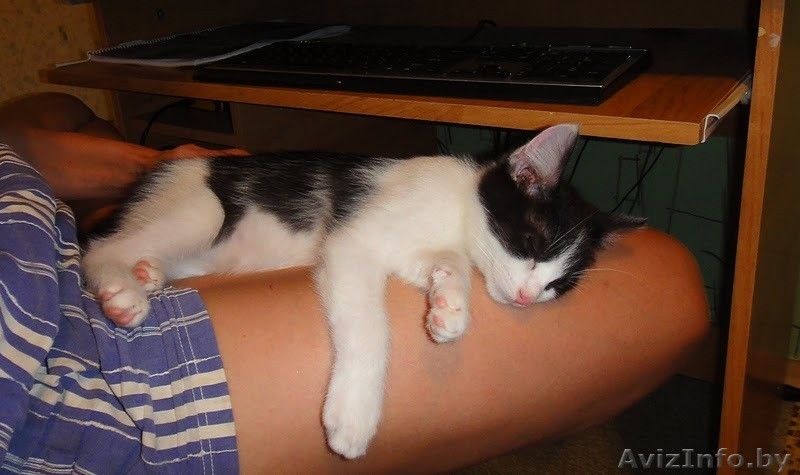 Котенок в добрые руки, ласковый, игривый - Изображение #1, Объявление #326306