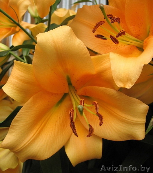 Предлагаю разнообразные лилии - Изображение #5, Объявление #327088