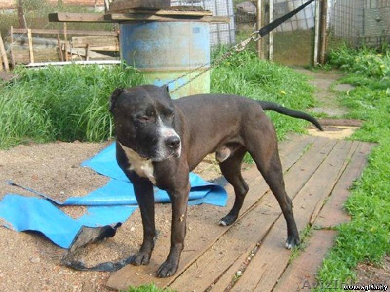 в дар питбуль. кобель. 4 года - Изображение #2, Объявление #322117