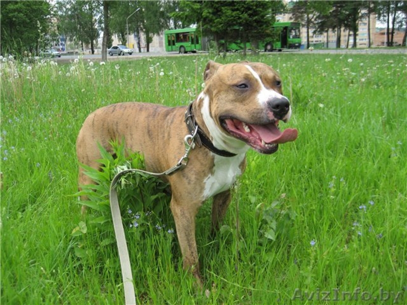 Стафф 3,5 года в дар! - Изображение #2, Объявление #322120