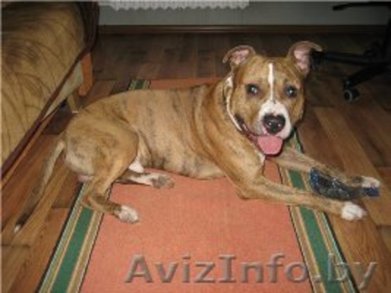 Стафф 3,5 года в дар! - Изображение #1, Объявление #322120