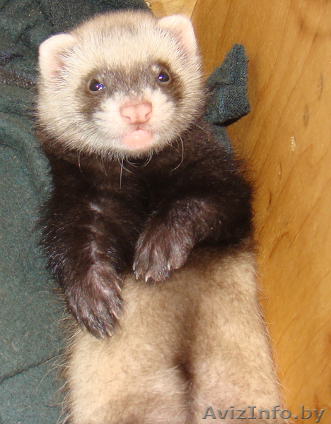 Хорек домашний, окрас соболиный - Изображение #2, Объявление #332066