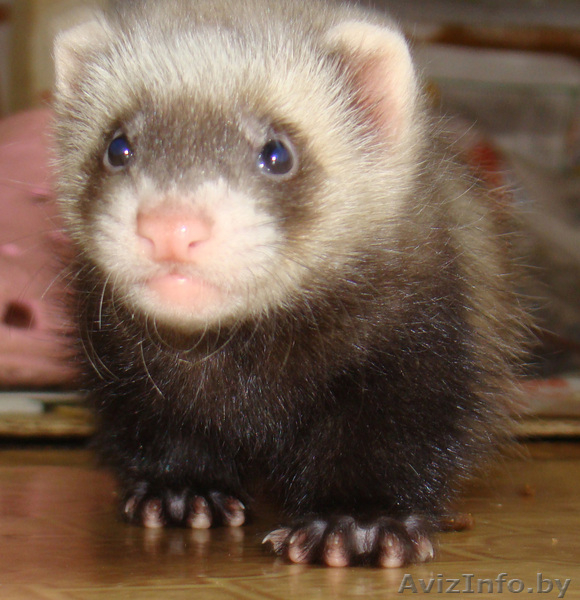 Хорек домашний, окрас соболиный - Изображение #1, Объявление #332066