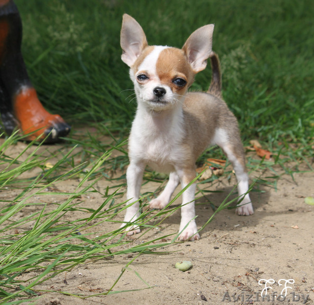 Щенки чихуа хуа питомник ФЛАЙ ФЛАУ - Изображение #1, Объявление #314421