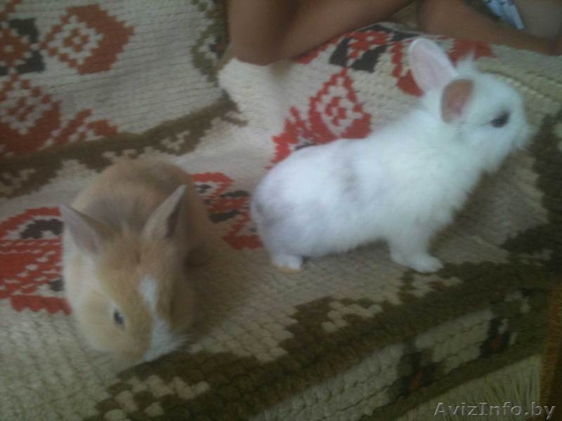 Декоративный кролик - Изображение #1, Объявление #323493