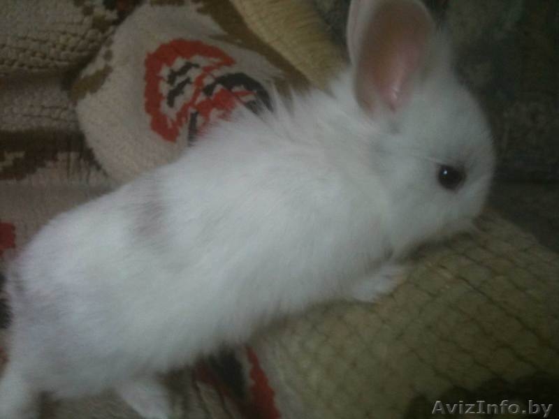 Декоративный кролик - Изображение #3, Объявление #323493