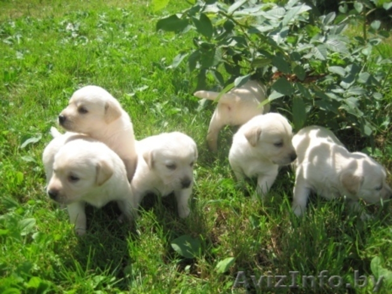 ЩЕНКИ ЛАБРАДОРА ПАЛЕВОГО ОКРАСА - Изображение #2, Объявление #338043