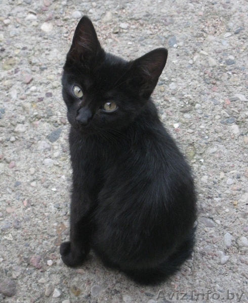 милые, задорные котята ищут семью. - Изображение #1, Объявление #322229