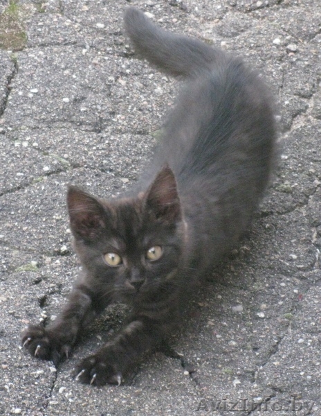 милые, задорные котята ищут семью. - Изображение #2, Объявление #322229