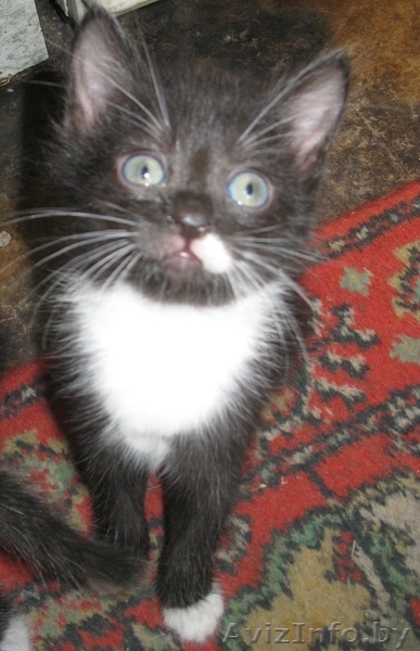 Задорные котята ищут семью. - Изображение #1, Объявление #332491