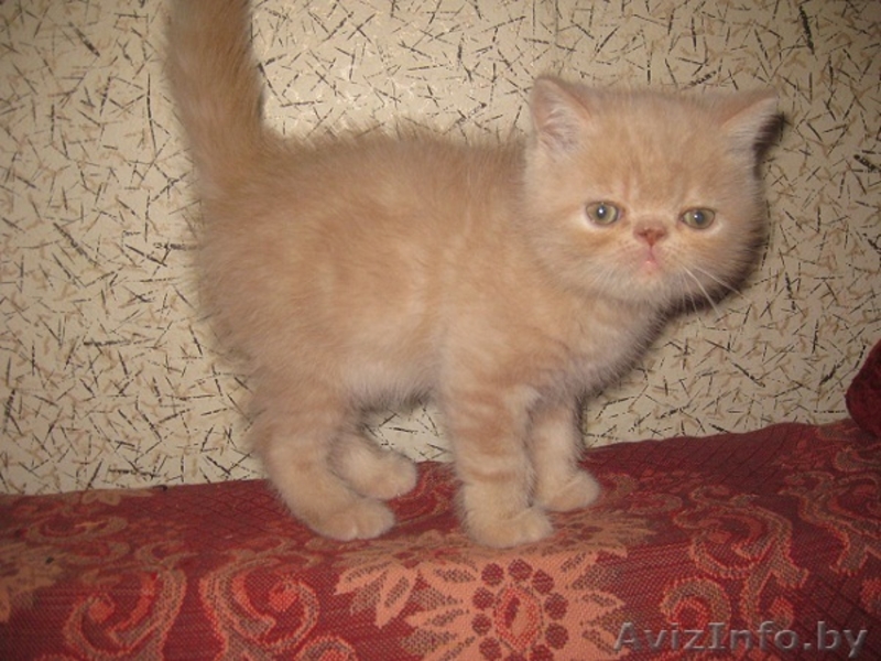 Экзотические короткошерстные - Изображение #1, Объявление #311522