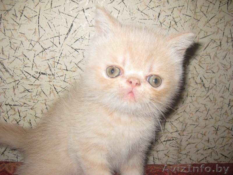 Экзотические короткошерстные - Изображение #3, Объявление #311522