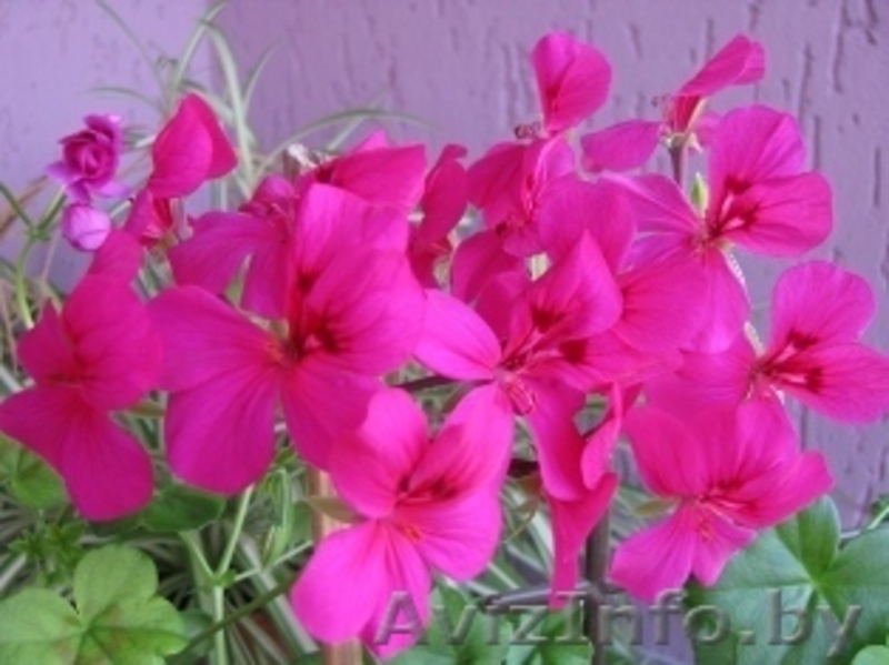 Комнатные растения  - Изображение #3, Объявление #289161