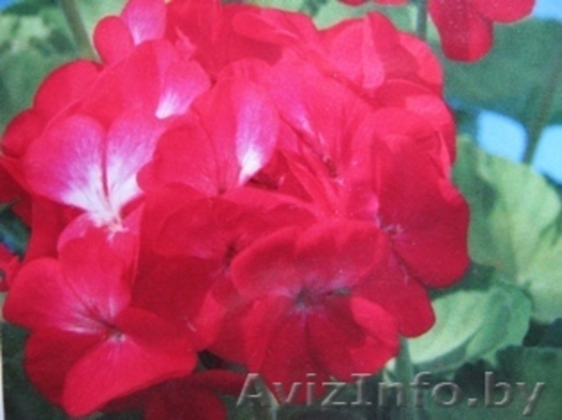 Комнатные растения  - Изображение #4, Объявление #289161