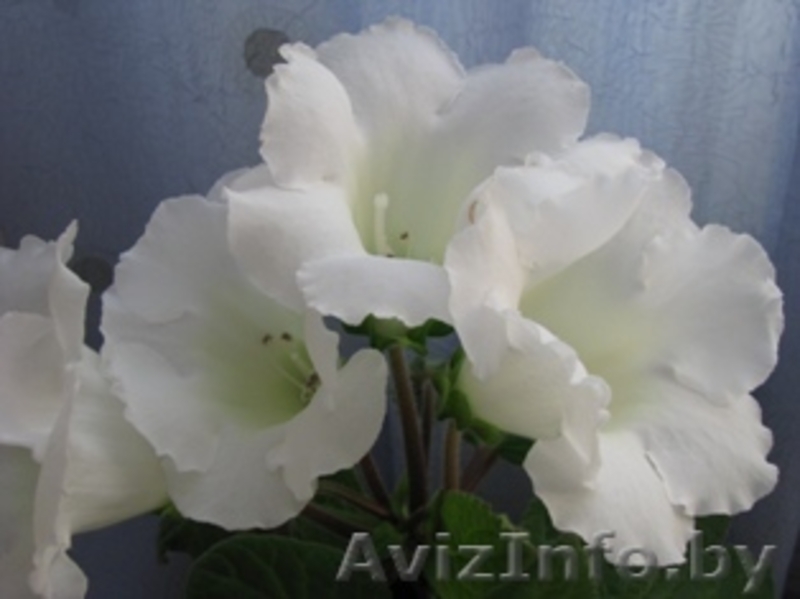 Комнатные растения  - Изображение #6, Объявление #289161