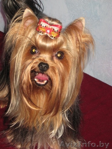 йоркширского терьера красивая девочка - Изображение #9, Объявление #318104