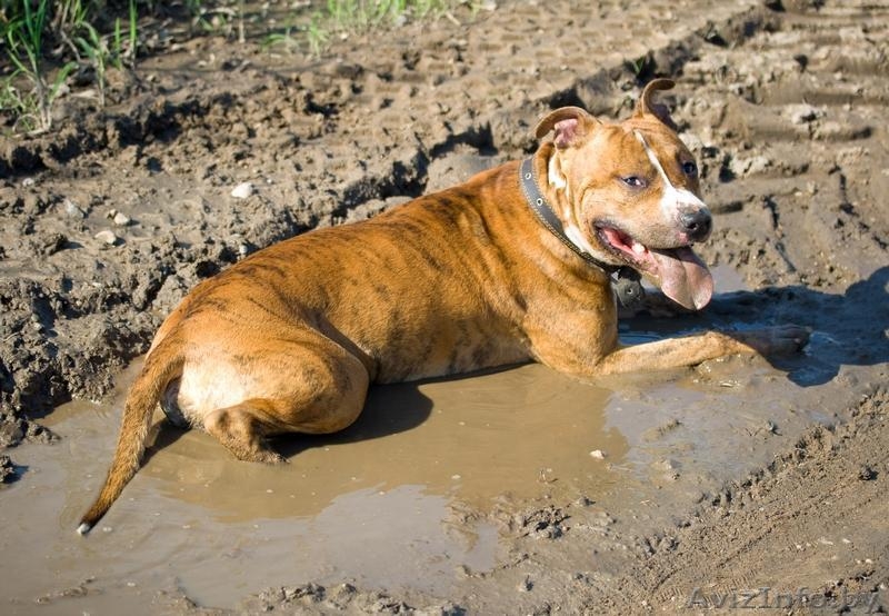 Стафф 3,5 года в дар! - Изображение #3, Объявление #322120