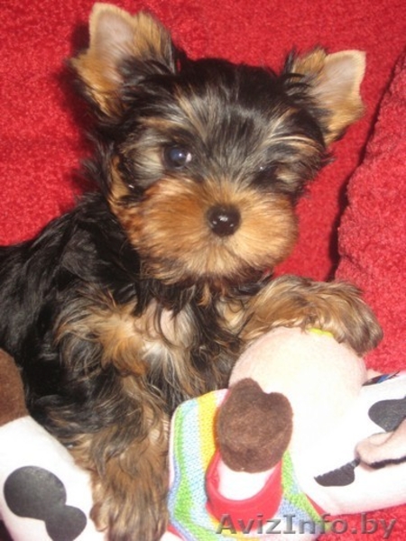 йоркширского терьера красивая девочка - Изображение #2, Объявление #318104