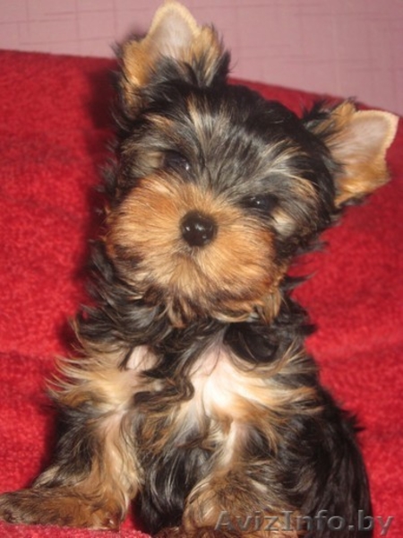 йоркширского терьера красивая девочка - Изображение #3, Объявление #318104