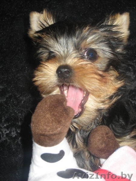 йоркширского терьера красивая девочка - Изображение #5, Объявление #318104