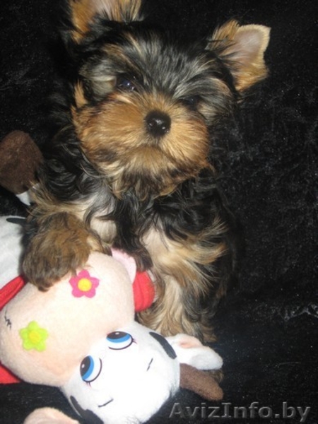 йоркширского терьера красивая девочка - Изображение #1, Объявление #318104