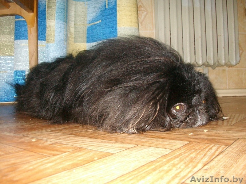 Продам двух пекинесов (брат и сестра)срочно! - Изображение #2, Объявление #332377