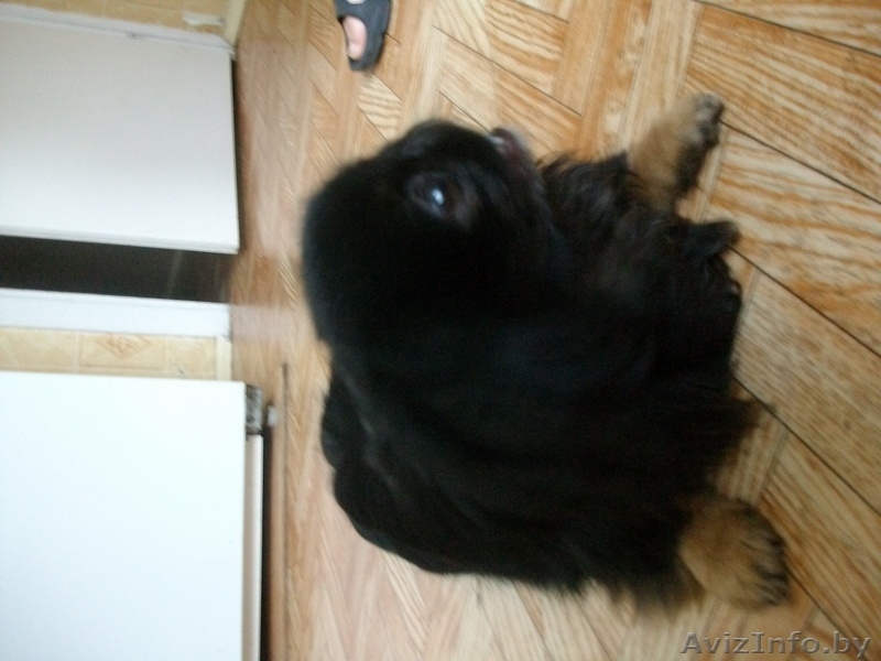 Продам двух пекинесов (брат и сестра)срочно! - Изображение #3, Объявление #332377