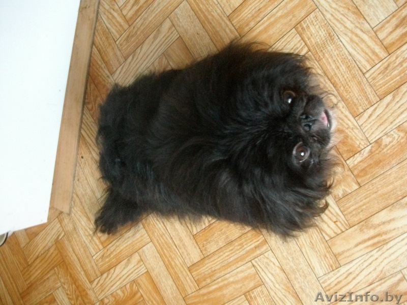 Продам двух пекинесов (брат и сестра)срочно! - Изображение #5, Объявление #332377