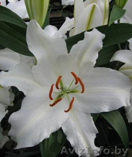 Предлагаю разнообразные лилии - Изображение #4, Объявление #327088