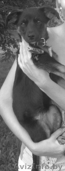 Отдадим собачку в хорошие руки - Изображение #1, Объявление #332478