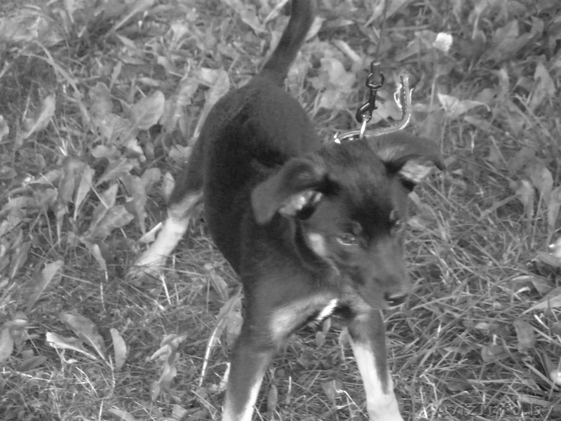 Отдадим собачку в хорошие руки - Изображение #2, Объявление #332478